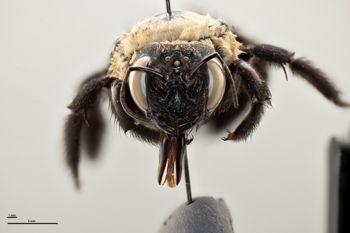 Media type: image;   Entomology 810661 Aspect: head frontal view